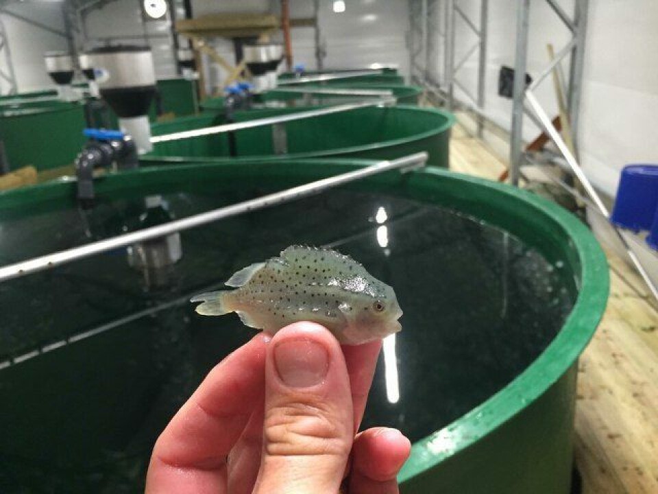 Denne lusespiseren skal vokse seg litt større før den er klar for levering til oppdretter. Foto: Akvafarm. Denne lusespiseren skal vokse seg litt større før den er klar for levering til oppdretter. Foto: Akvafarm.