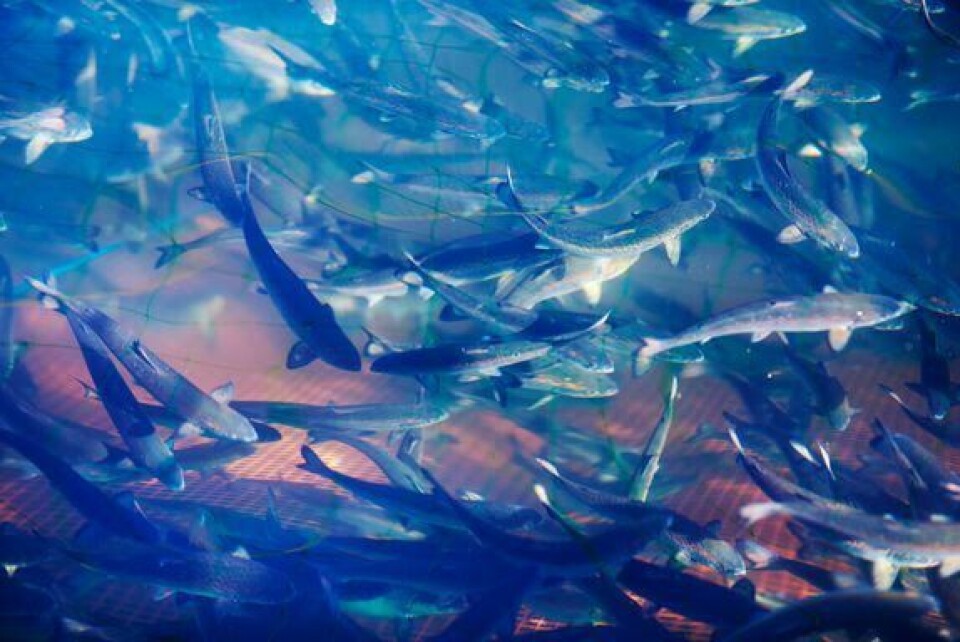Mattilsynet vil råde virksomhetene til å ikke bare ha fokus på mest mulig gassutbytte i biogassanlegget og billigst mulig avhending av fiskeslammet, men også på å produsere agronomisk gode, trygge, gjødselprodukter som kan transporteres til områder der det er behov for gjødsel og som bidrar til at en god utnyttelse av ressursene i fiskeslammet. Foto: Mattilsynet