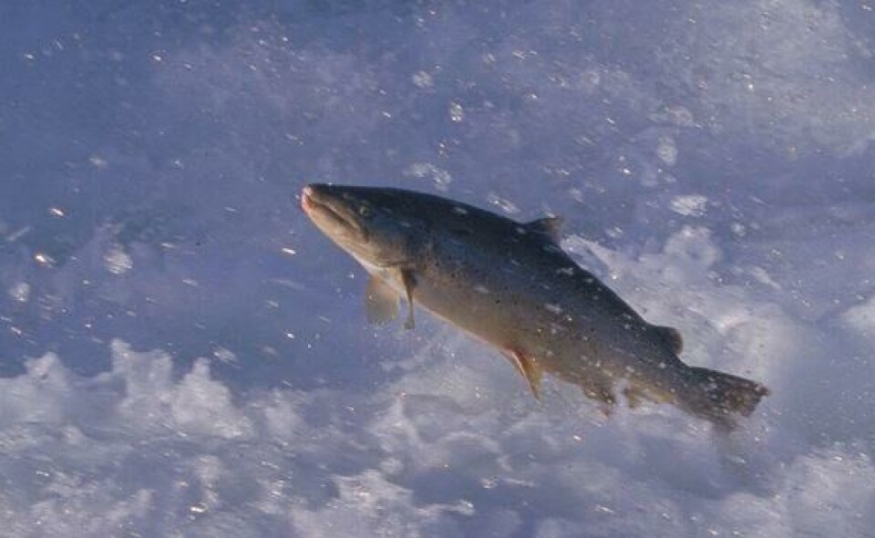 Storørreten har hatt en negativ utvikling de siste 25 årene. Foto: Børre Dervo