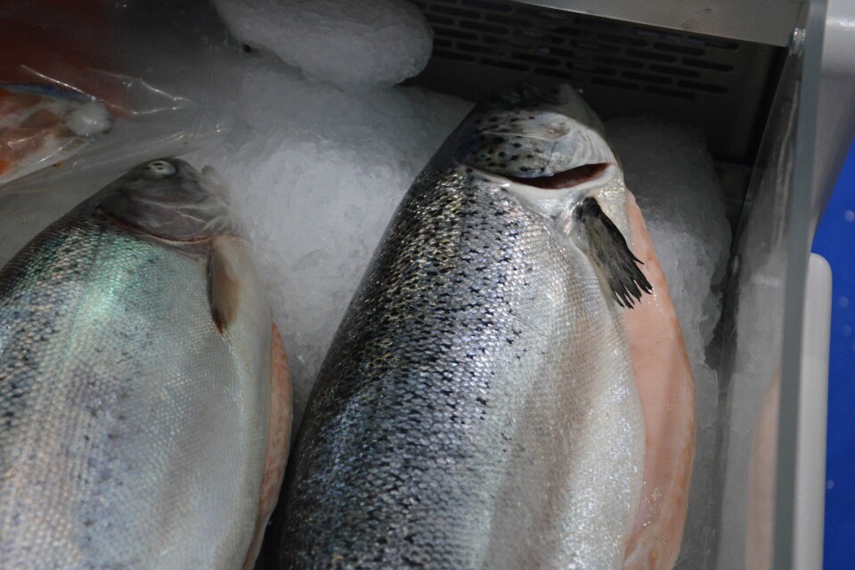 Ocean Supreme eksporterer store mengder av sin fisk til Asia. Stolt-Nielsen sier det kan bli vanskelig å ta tilbake den markedsposisjonen de hadde i Kina før utestengelsen, pga høyere produksjonskostnader og lavere snittvekt på slaktefisken. Illustrasjonsfoto.