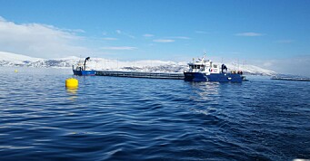 Salmar satser på fem prosent vekst i Finnmark