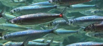 Jakten på NVG-silda i gang - mindre makrell å få