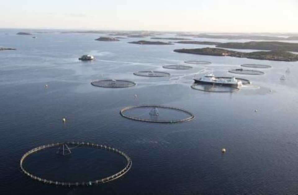 Marine Harvest, merd, ringmerd, anlegg