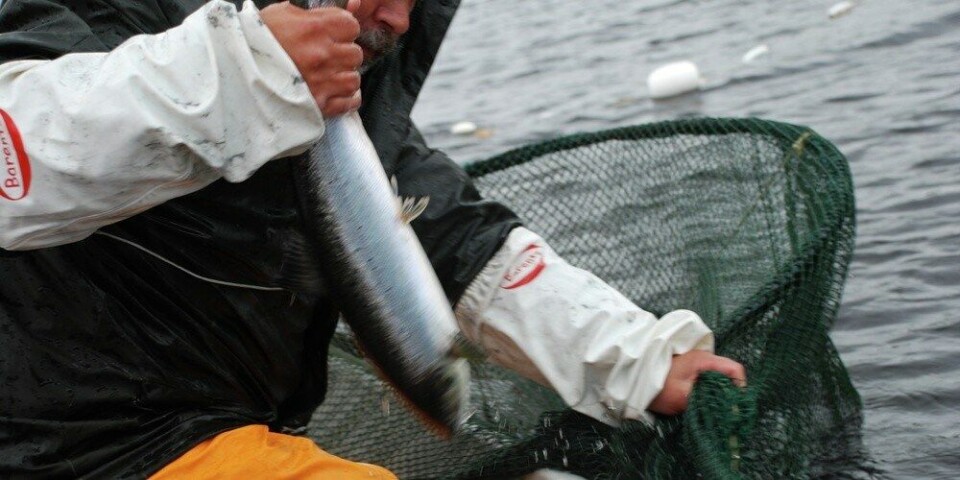 Rømt fisk, garn, håv, fangst