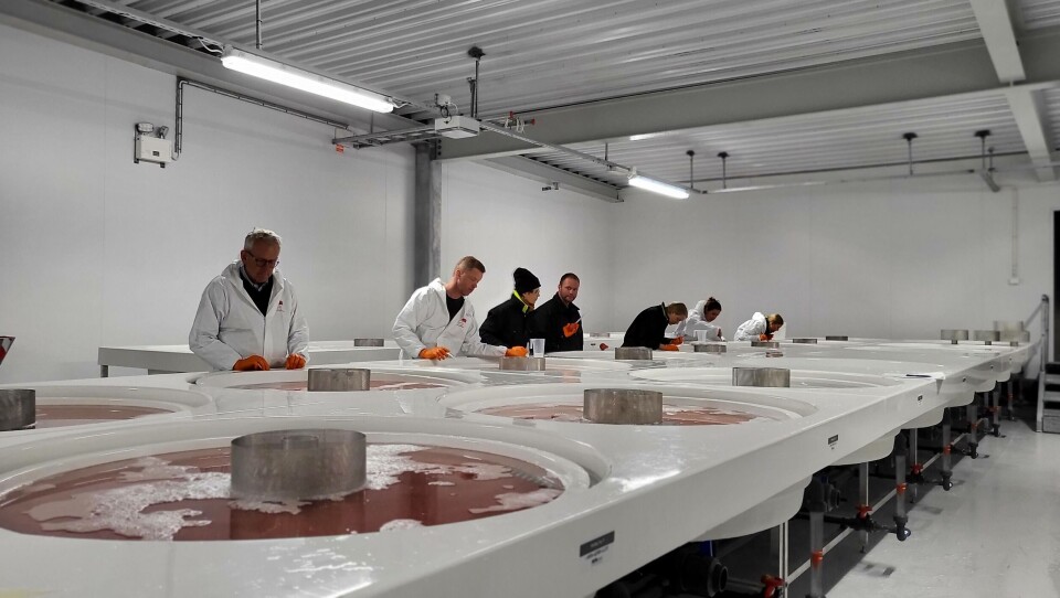Ænes Inkubator hadde i førre veke sitt fyrste rogninnlegg, og dagleg leiar Jan Gunnar Strand fortel det er godt å komme i gong med produksjonen. Foto: Karina Isaksen/Ænes Inkubator. Ænes Inkubator hadde i førre veke sitt fyrste rogninnlegg, og dagleg leiar Jan Gunnar Strand fortel det er godt å komme i gong med produksjonen. Foto: Karina Isaksen/Ænes Inkubator.