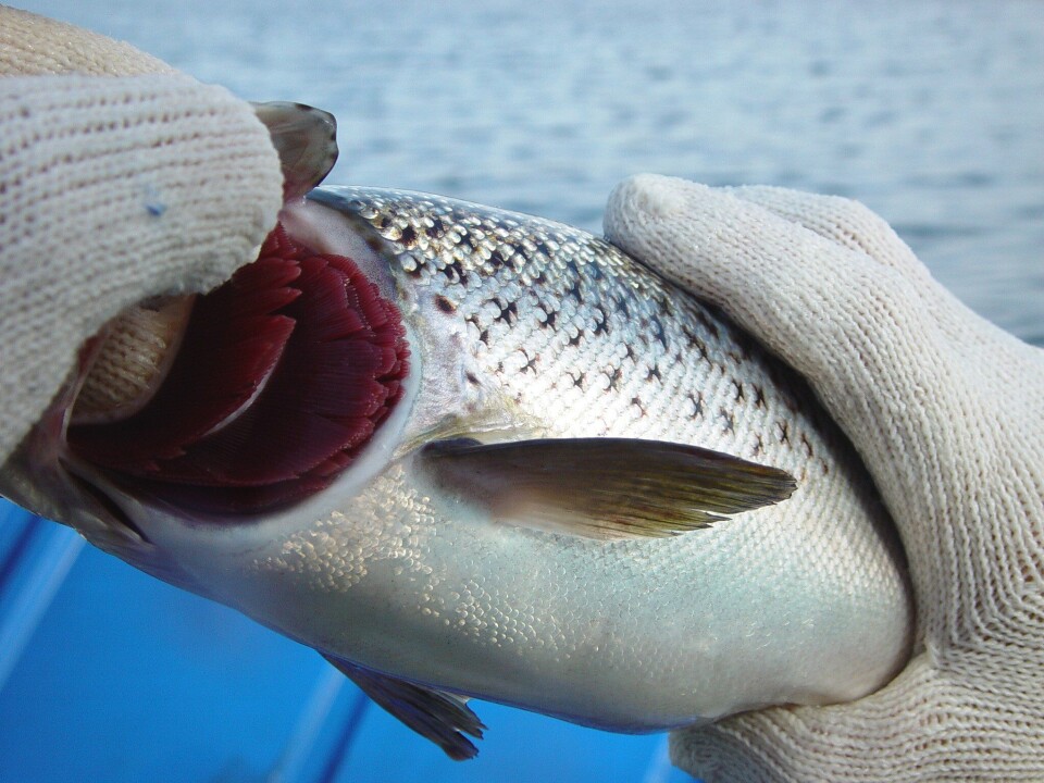 (AGS) / amoebic gill disease (AGD) Checking an Atlantic salmon for amoebic gill disease