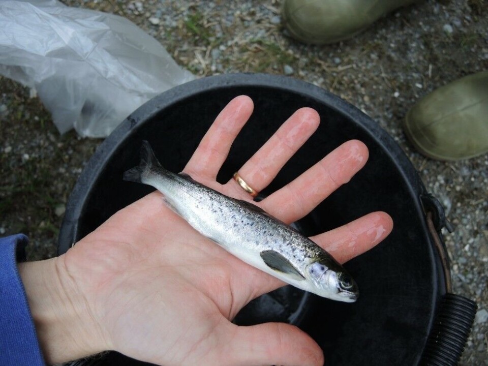 Lakseyngel. Foto: Fiskeridirektoratet.