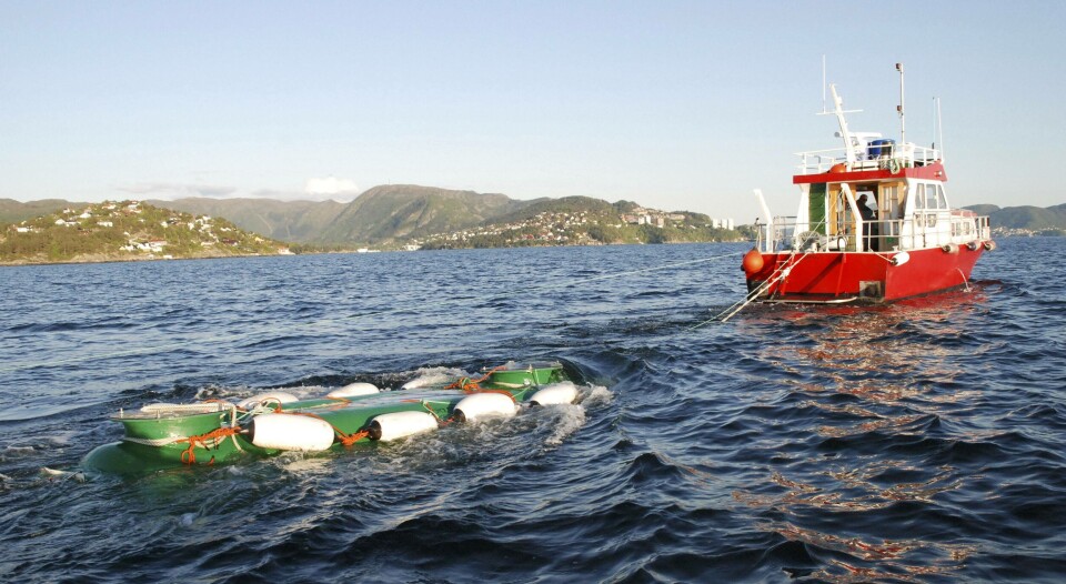 Mykje arbeid har vert lagt ned for å betre Vosso-stammen, til dømes sleping av smolt ut i havet. Men dei gode resultata er det verre med. Foto: Vossolauget.