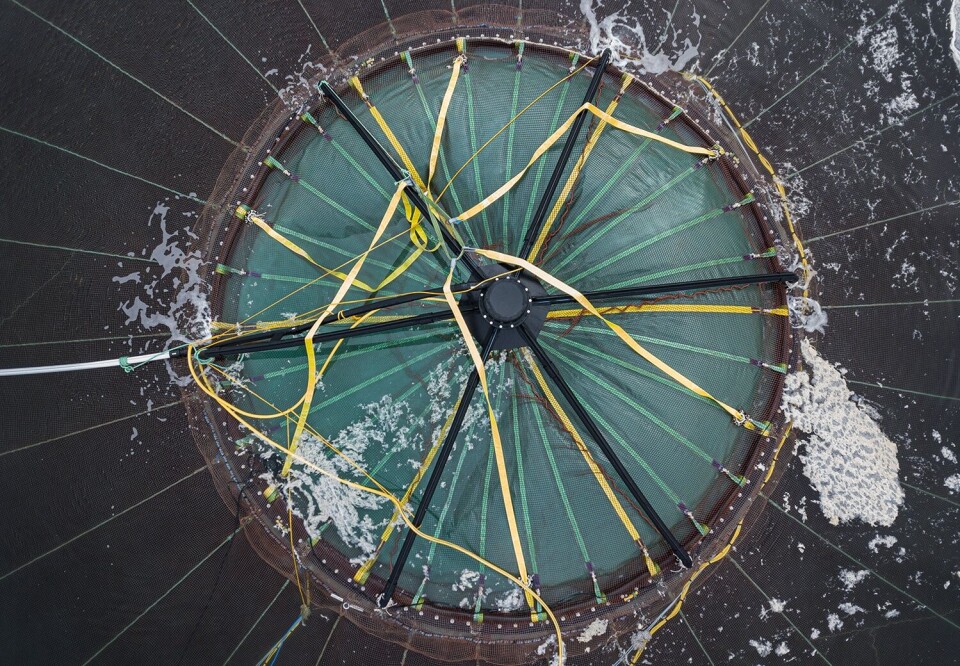 Atlantis på vei ned i dypet på lokaliteten Otervika med 170 000 fisk. Foto: Tina Oldham/Havforskningsinstituttet.