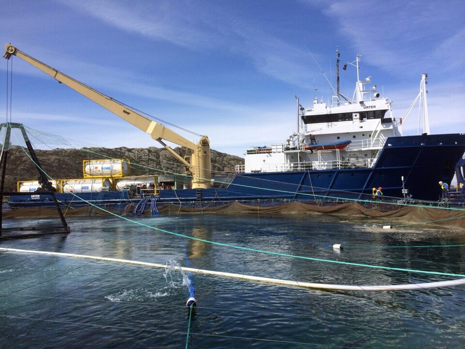 Veterinærforeningen mener det noen ganger kan være viktig å ha mulighet til å kunne badbehandle av fiskevelverdsmessige grunner selv om man skulle være nærmere enn 500 meter fra et rekefelt. Illustrasjonsfoto av badbehandling i merd. Foto: AQS. Veterinærforeningen mener det noen ganger kan være viktig å ha mulighet til å kunne badbehandle av fiskevelverdsmessige grunner selv om man skulle være nærmere enn 500 meter fra et rekefelt. Illustrasjonsfoto av badbehandling i merd. Foto: AQS.
