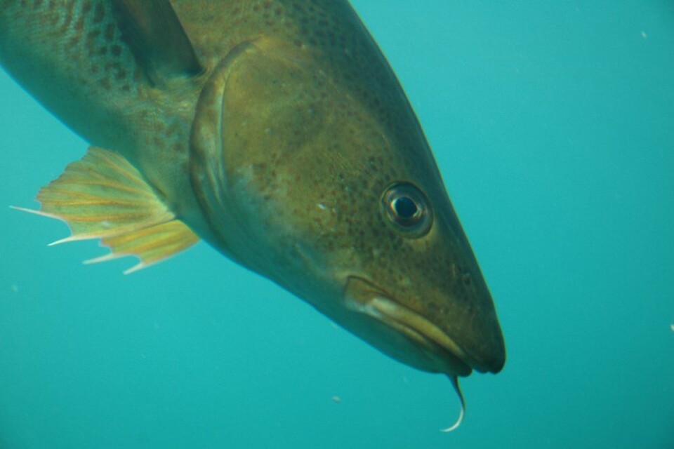 Torsk fisk torskefisk fiskebilde. Pristorsk