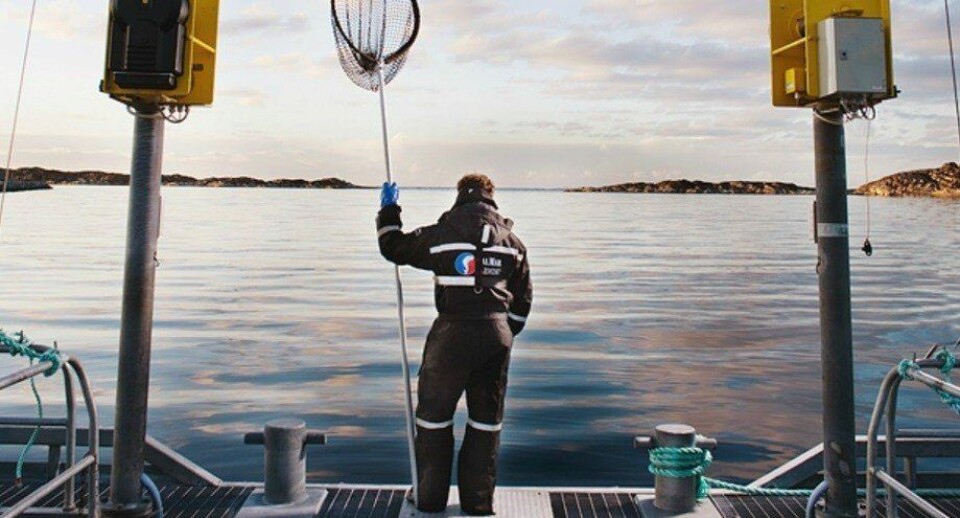 Selskapet holder sine tidligere kommuniserte volumanslag for 2022 uforandret. Forventet slaktevolum for Norge er 175 000 tonn, for Island 16 000 tonn og for Skottland 46 000 tonn. Illustrasjonsfoto: Salmar