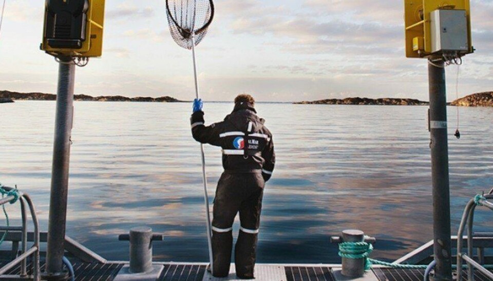 Illustrasjonsfoto: Salmar Illustrasjonsfoto: Salmar