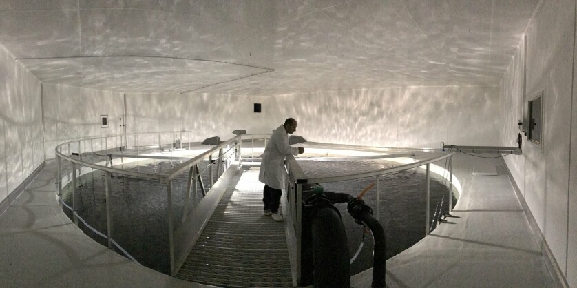 Skal satse milliarder bl.a. på settefisk