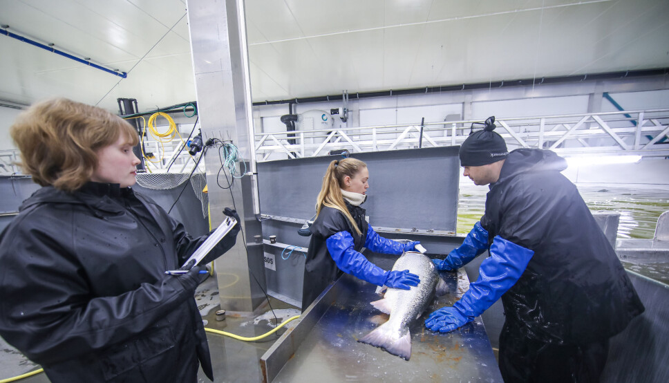 Utvalg av stamfisk for stryking hos Benchmark Genetics Salten
