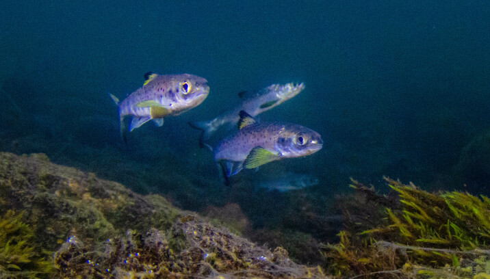 Smolten som vandrer ut fra Vossovassdraget har unormalt lav overlevelse. Rapporten peker på behov for mer effektive tiltak mot lakselus for å lykkes med reetableringsarbeidet. Bildet viser Vossosmolt på utvandring ved utløpet av Evangervatnet.