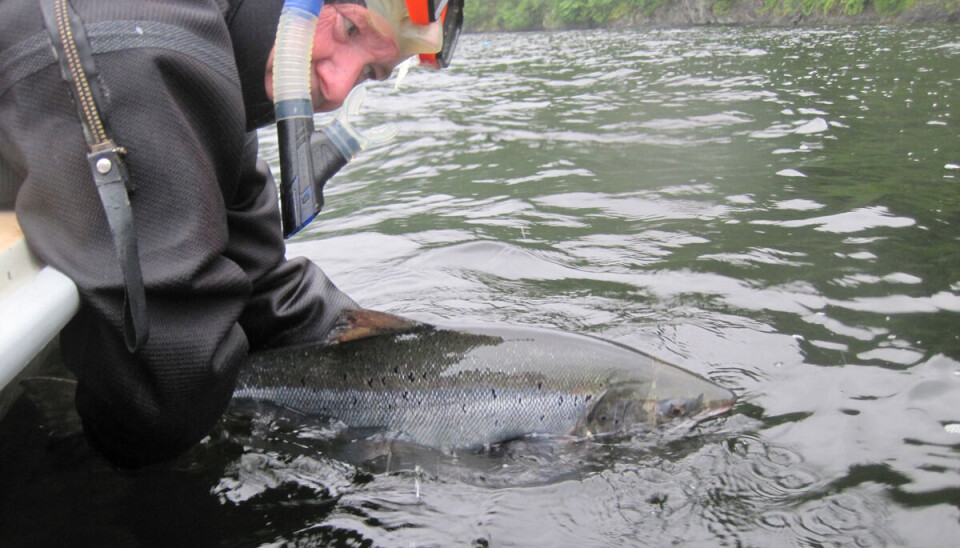 I mer enn 20 år har antall laks som kommer tilbake fra ulike forsøksgrupper blitt fulgt i Vossoprosjektet. Her slipper forskningsleder Bjørn Barlaup en laks fri etter at den har vært innfanget i en kilenot og kontrollert for merke.