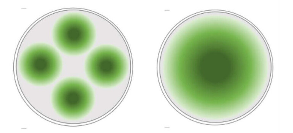 Illustrasjon av lysspredning i en 160 m merd med hhv. 4 små lys (á 600 W) og ett stort lys (2500 W). Illustrasjon: Havforskningsinstituttet og OxyVison