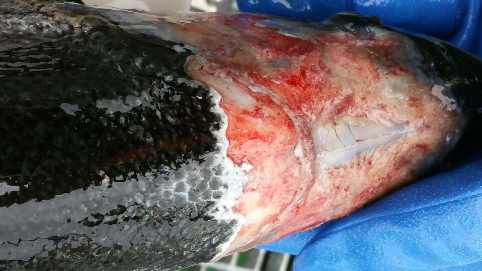 Beiteskader på fisk fra lokalitet Langskjæra. Foto: Mattilsynet.