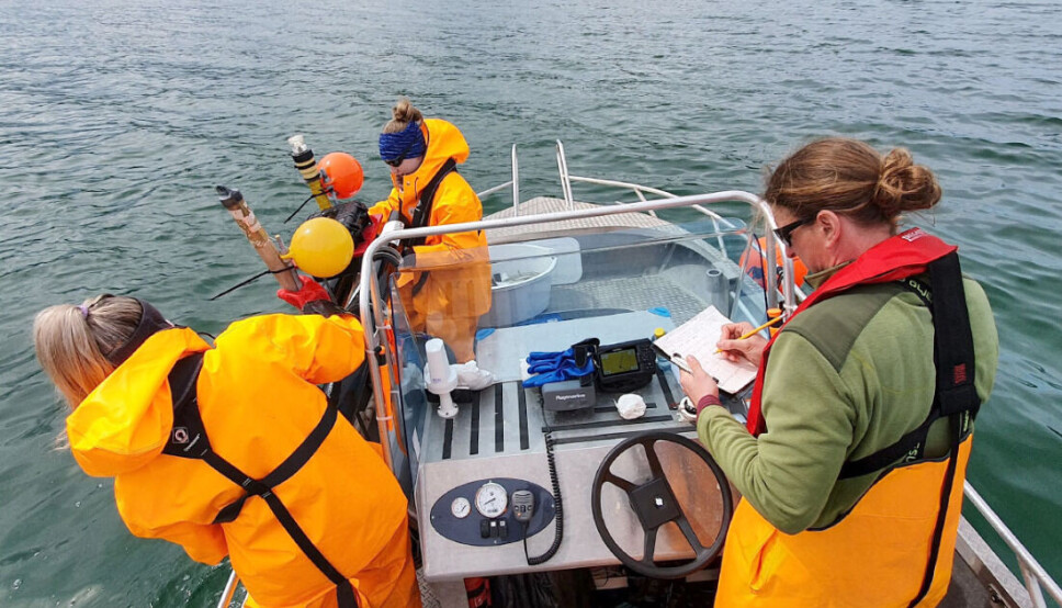 Storstilt testing: i alt 12 lusefangere er satt ut i Etne og Rosendal i Hardangerfjorden i sommer. Storstilt testing: i alt 12 lusefangere er satt ut i Etne og Rosendal i Hardangerfjorden i sommer.