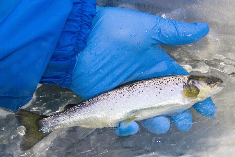 GAIN-fisk. Foto: Aquagen.