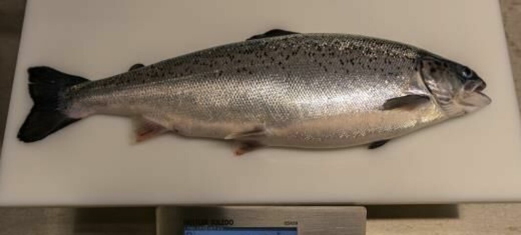 Fisken til Salmon Evolution vokser godt