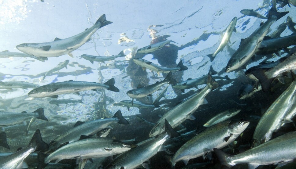 Fiskehelseansvarlig Ewa Harasimczuk vil ikke trekke noen klare konklusjoner selv om ILA-tallene for 2022 foreløpig er lavere enn de to foregående årene.