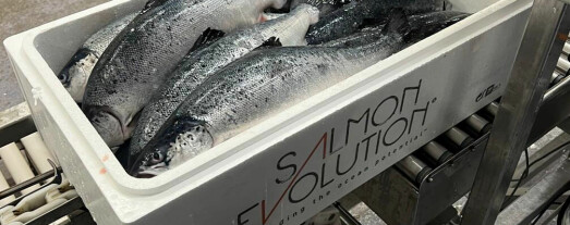 Salmon Evolution:Har gjennomført første testslakt
