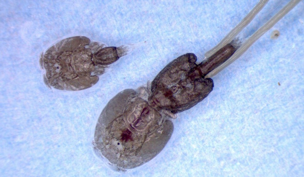 Mattilsynet og Standard Norge inviterer til åpent innspillmøte om automatisk lakseusetelling onsdag 19. oktober.