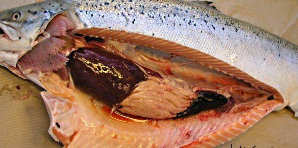 Illustrasjonsbilde av ILA.