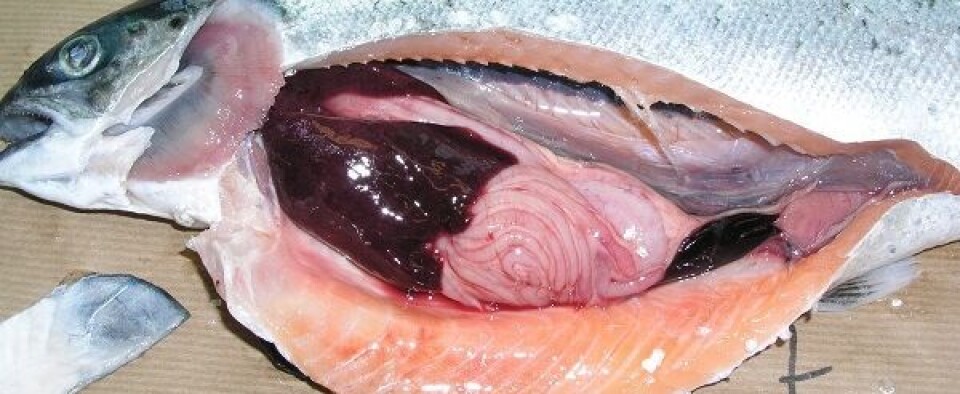 Illustrasjonsfoto av fisk med ILA. Den har tegn på mørk lever og lyse gjeller. Foto: Geir Bornø/Veterinærinstituttet.