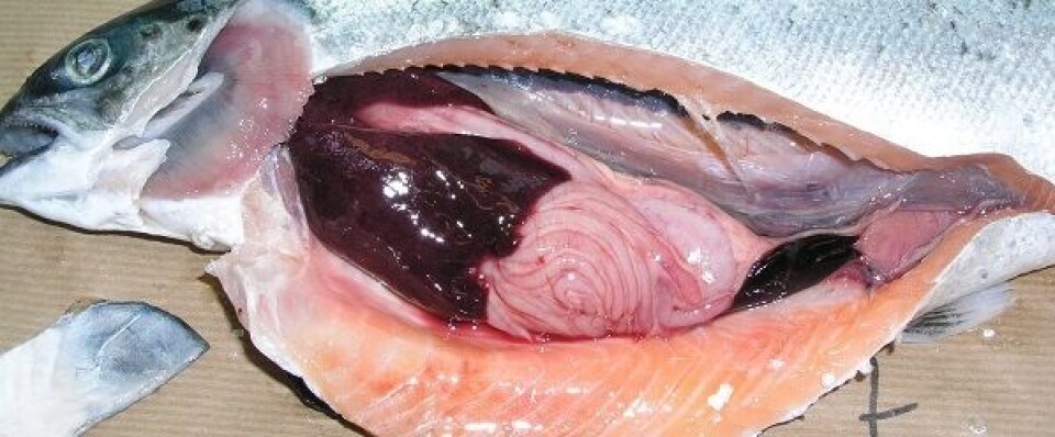 Illustrasjonsfoto av fisk med ILA. Den har tegn på mørk lever og lyse gjeller. Foto: Geir Bornø/Veterinærinstituttet. Illustrasjonsfoto av fisk med ILA. Den har tegn på mørk lever og lyse gjeller. Foto: Geir Bornø/Veterinærinstituttet.