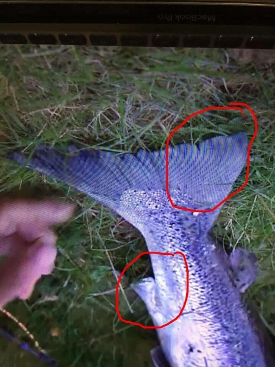 laks_brennpunkt2 laks_brennpunkt2