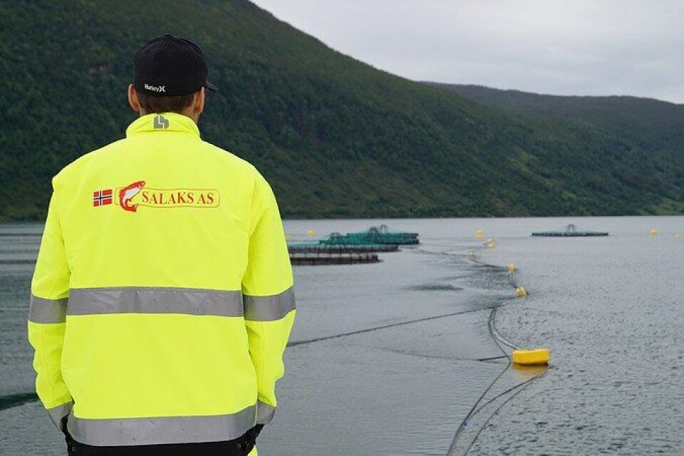 Fisken på lokaliteten som må slaktes ut veier ca 1 kg. Foto: Salaks Fisken på lokaliteten som må slaktes ut veier ca 1 kg. Foto: Salaks