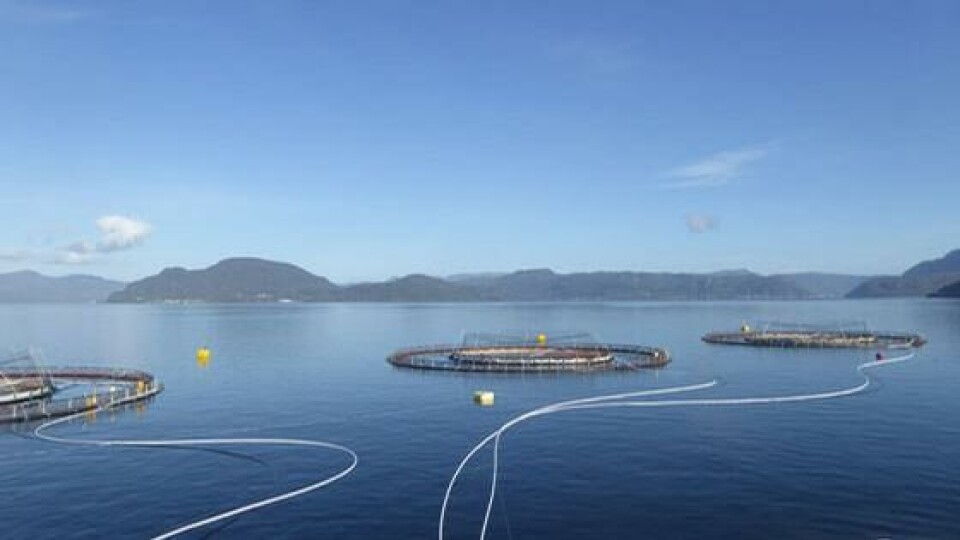 Snorkelmerd på et kommersielt oppdrettsanlegg. Selve snorkelen kommer opp inne i den innerste ringen. Foto: Frode Oppedal