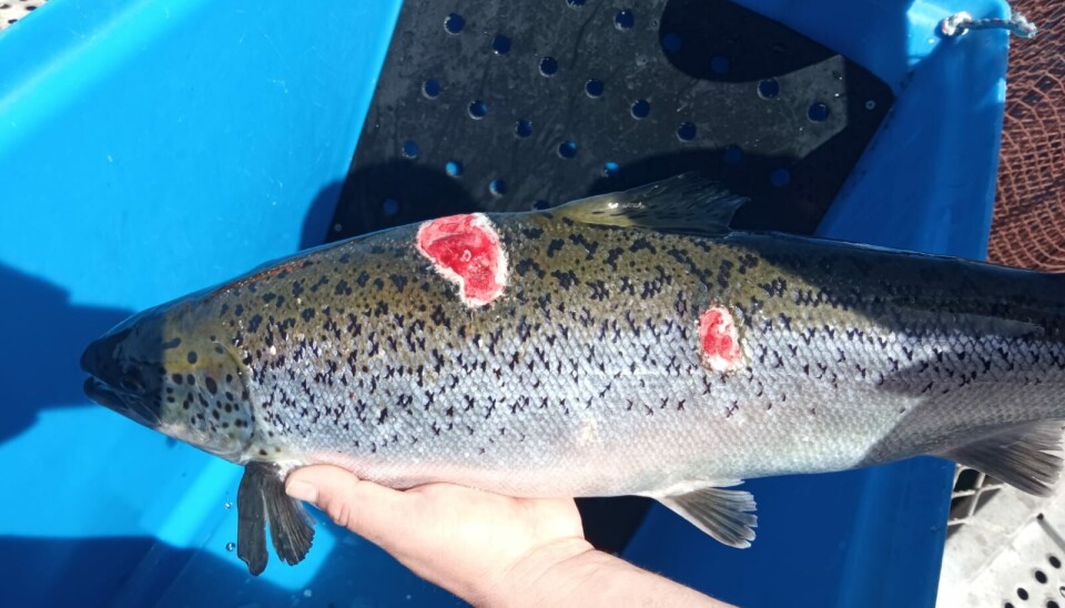 Piscirickettsia salmonis er påvist på minst åtte sjølokaliteter i Nordland og Troms vinteren 2024.