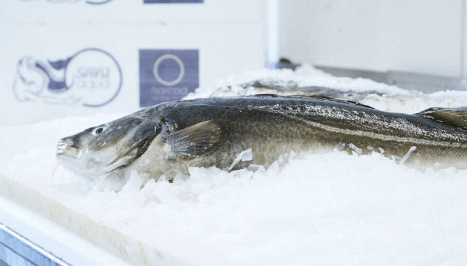 Slaktet torsk fra Norcod. Slaktet torsk fra Norcod.