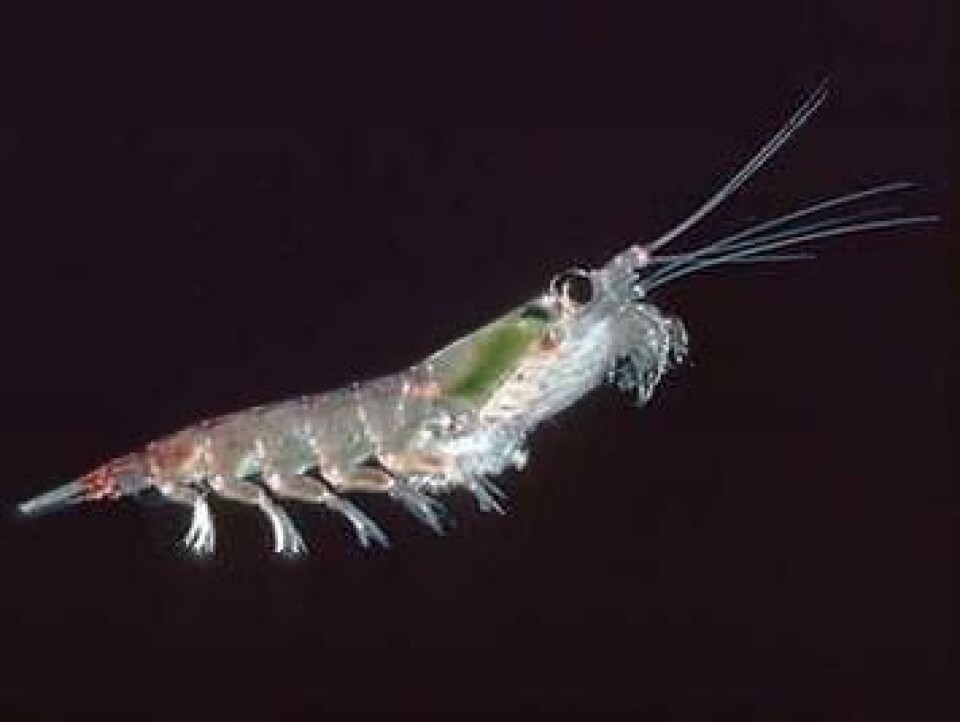 Krill