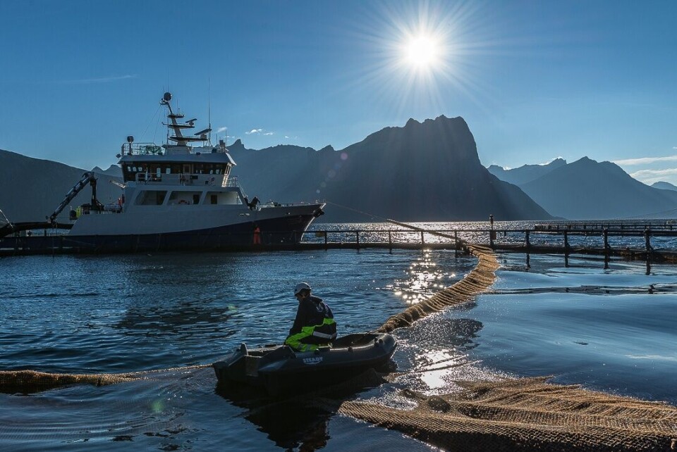 Flakstadvåg laks AS er en av kun to produsenter i Norges som satser på økologisk laks. Foto: Flakstadvåg laks AS