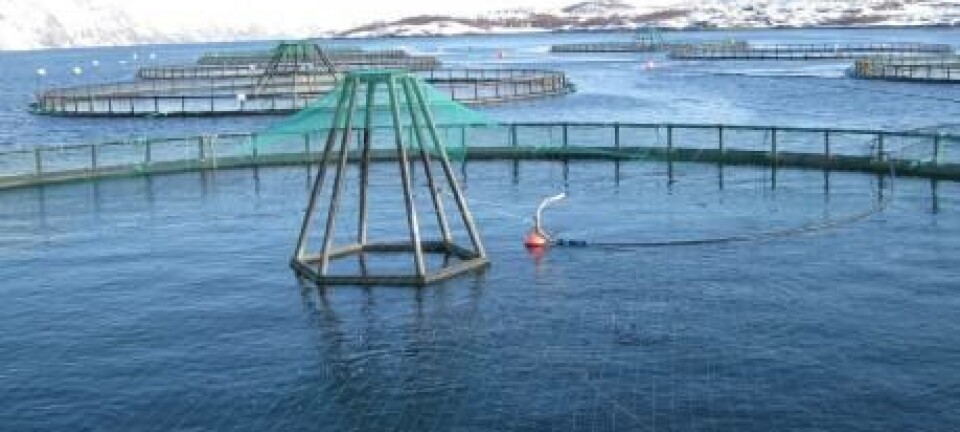 Lerøy Q3 harvest up by nearly 15% compared to Q3 2024