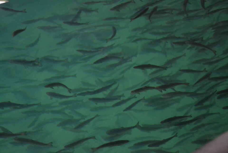 Illustrasjonsbilde av smolt/settefisk. Foto: Linn Therese Skår Hosteland. Illustrasjonsbilde av smolt/settefisk. Foto: Linn Therese Skår Hosteland.
