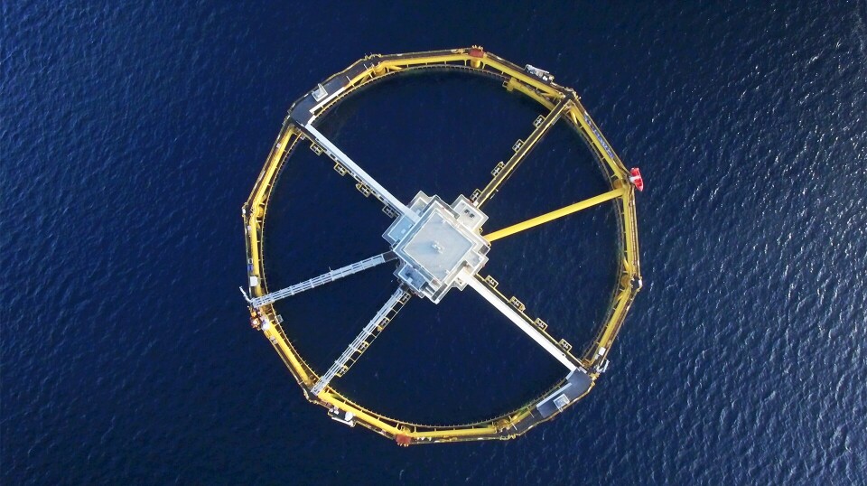SalMars havmerd Ocean Farm 1 fikk satt ut ny smolt i august. Konsernet satser på større og mer robust smolt for å sikre bedre vekst og fiskehelse i sjøfasen.