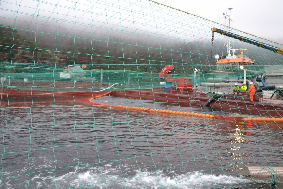 Det er under arbeidsoperasjoner som avlusning og transport det er høyest risiko for rømming, slår Fiskeridirektoratet fast i en ny rapport. Avlusning. Illustrasjonsfoto: Linn Therese Skår Hosteland