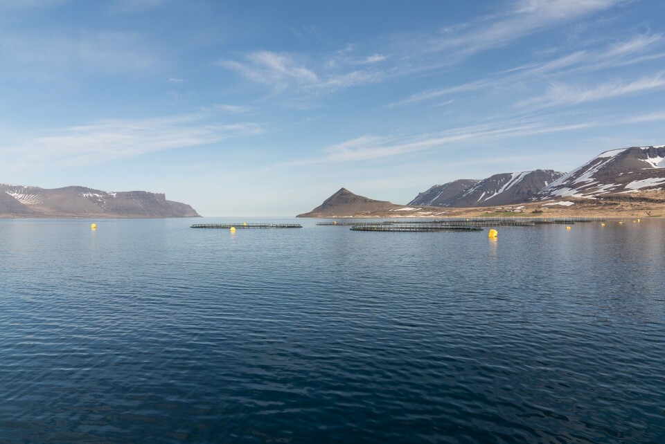 Her er en av Arctic Fish sine lokaliteter i vestfjorden på Island. Foto: August Atlason