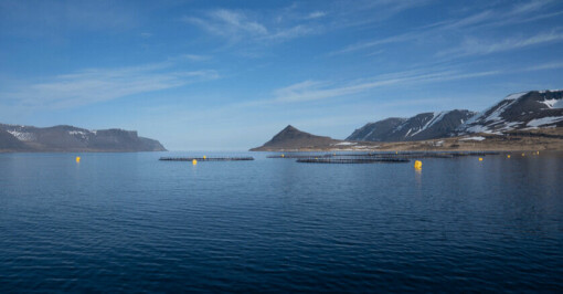 Arctic Fish har fått tildelt tillatelse på Island