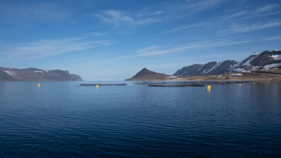 En av Arctic Fish sine lokaliteter i Dyrafjordur. Foto: Arctic Fish