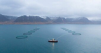 Arctic Fish omsatte for 166 millioner i fjerde kvartal