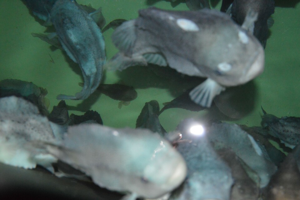 Fhf-konferansen vil gi en bred status på lakselus og rensefisk, samtidig som det blir en gjennomgang av risikoene ved bruk av rensefisken. Foto: Therese Soltveit