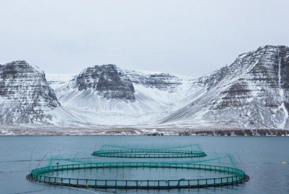 Det islandske oppdrettsselskapet har slitt med problemer med høy dødelighet på laksen, som preget resultatet deres i Q2. Illustrasjonsfoto: Arnarlax.