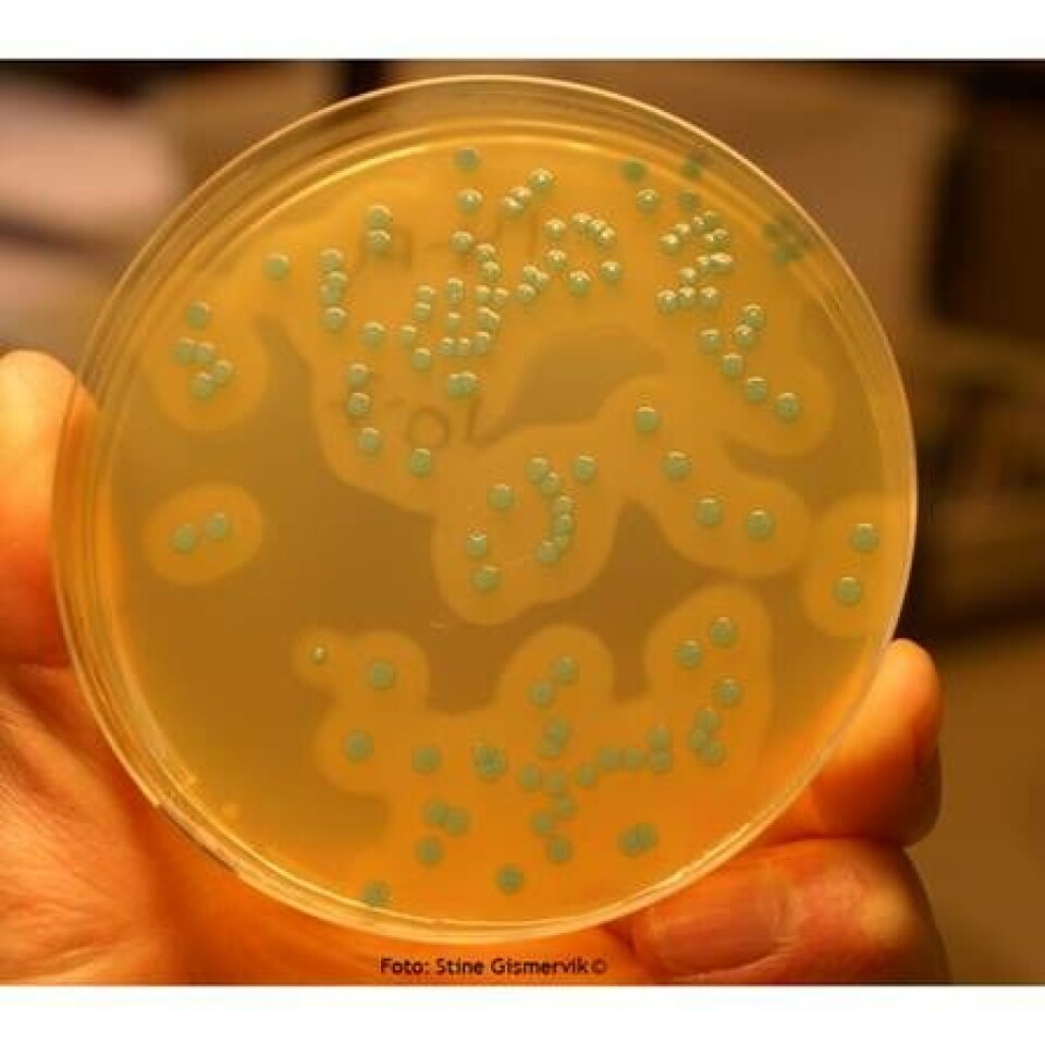 Listeria, bakterie